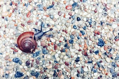 Close-up of snail