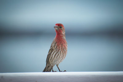 Close-up of bird perching on railing