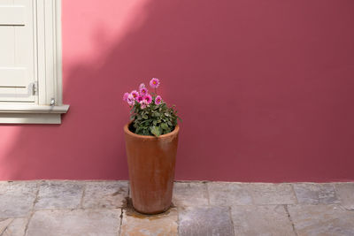 Close-up of potted plant against wall