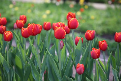 Red tulips in field