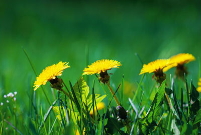 Close-up of yellow flowering plant on field