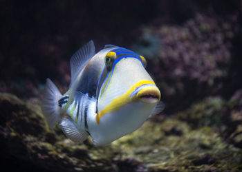 Close-up of fish swimming in sea