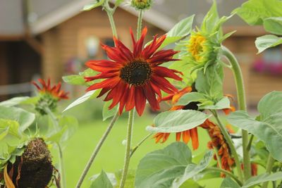 Close-up of flowers blooming outdoors