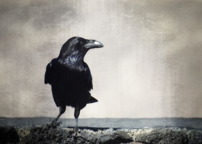 Black bird standing on rock