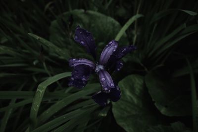 Close-up of purple flower