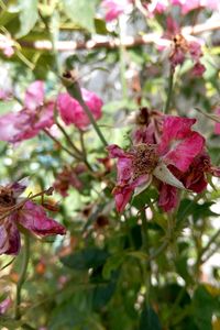 Close-up of pink flowers on tree