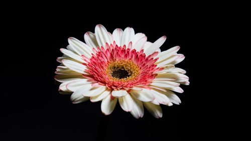 Close-up of daisy against black background