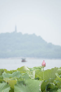 Close-up of pink water lily against sky