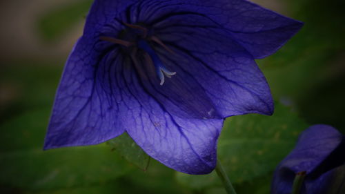 Close-up of purple iris blooming outdoors