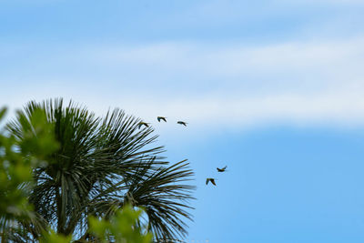 Low angle view of birds flying against sky