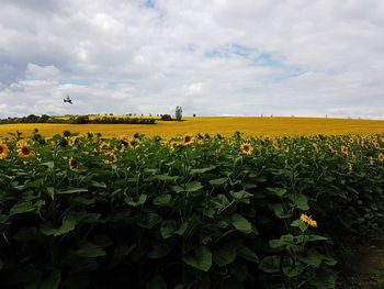 Scenic view of sunflower field against sky