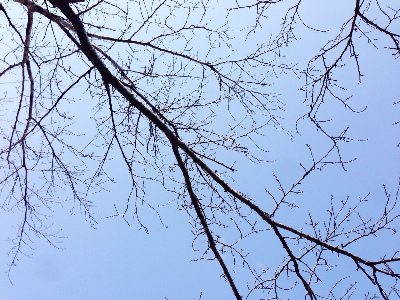 bare tree, branch, low angle view, clear sky, tree, sky, blue, nature, backgrounds, full frame, fence, tranquility, day, outdoors, no people, protection, twig, chainlink fence, close-up, beauty in nature