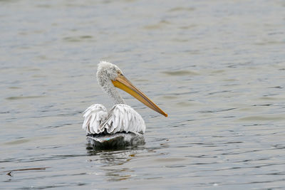 Bird swimming in lake