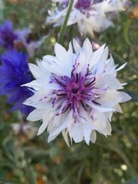 Close-up of purple flower blooming outdoors