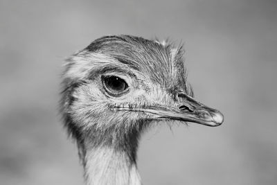 Close-up of a ostrich looking away