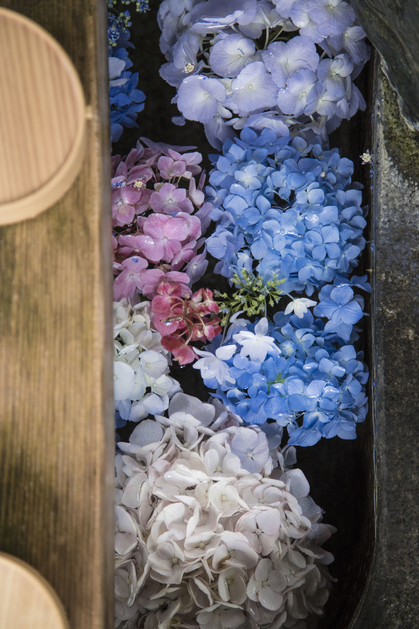 HIGH ANGLE VIEW OF PURPLE FLOWERING PLANT IN CONTAINER