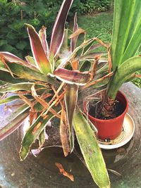 Close-up of cactus plant