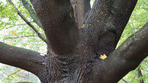 Close-up of elephant on tree trunk