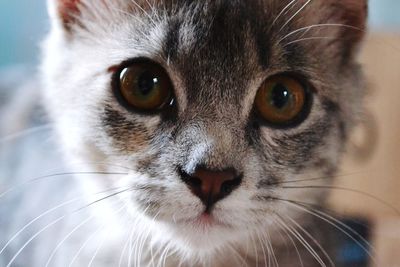 Close-up portrait of cat