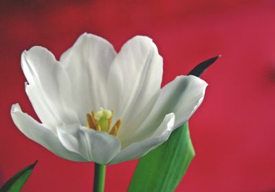 Close-up of white flower against red background