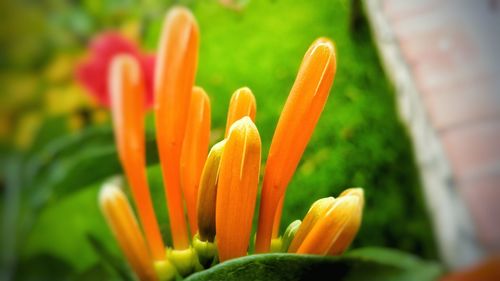 Close-up of yellow flowers