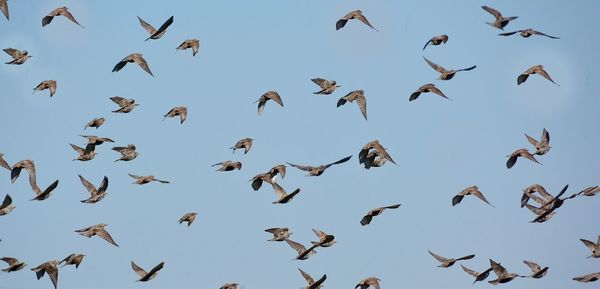 Low angle view of birds flying against clear sky