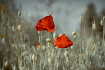 Close-up of red poppy flower on field