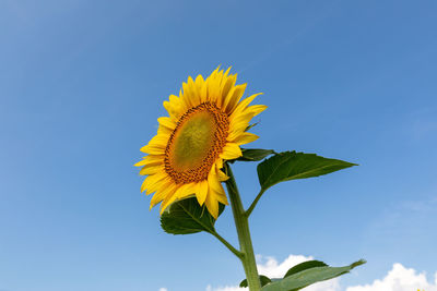 Low angle view of sunflower against sky