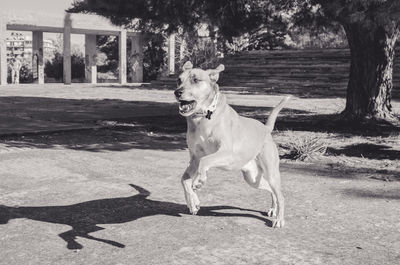 Dog in park