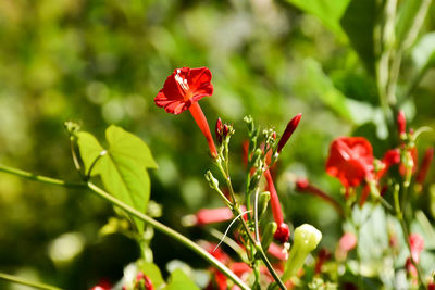 Close-up of red flowers blooming outdoors