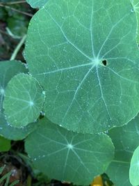 Close-up of wet plant leaves