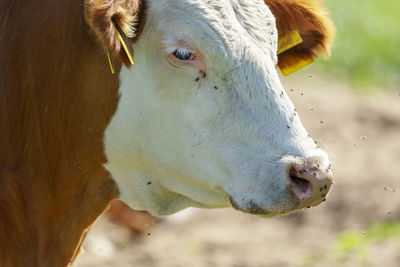 Close-up of cow on field