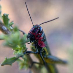 Close-up of insect