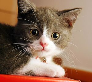 Close-up portrait of cat