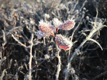 Close-up of frozen plant