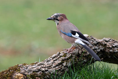 Close-up of bird perching on wood