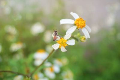 Close-up of insect on flower