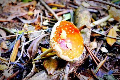 Mushrooms growing in forest