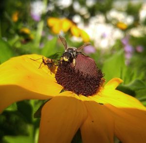 Close-up of bee on yellow flower