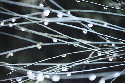 Close-up of water drops on cable