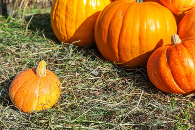 High angle view of pumpkin on field