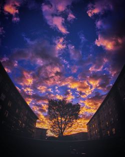 Low angle view of tree against sky at sunset