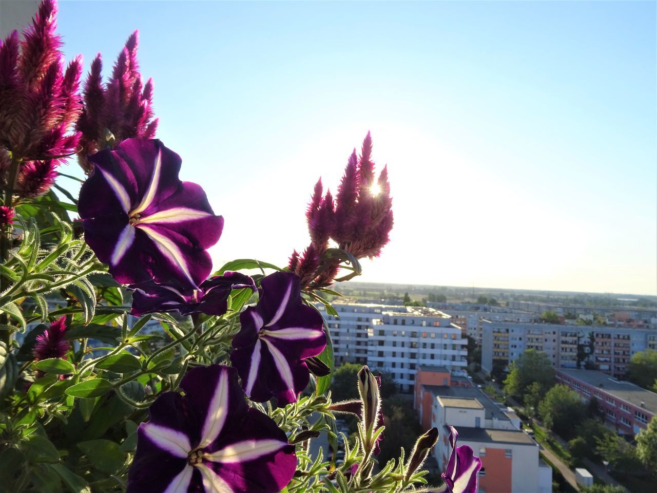 CLOSE-UP OF PINK FLOWERING PLANT AGAINST SKY