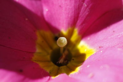 Macro shot of pink flower petals