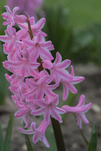 Close-up of flowers against blurred background