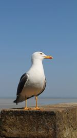 Close-up of seagull perching on retaining wall against clear sky