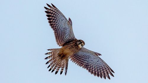 Low angle view of eagle flying against clear sky