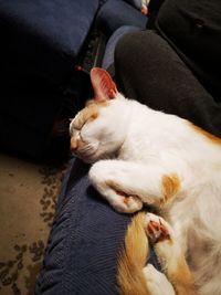 High angle view of cat sleeping on hand