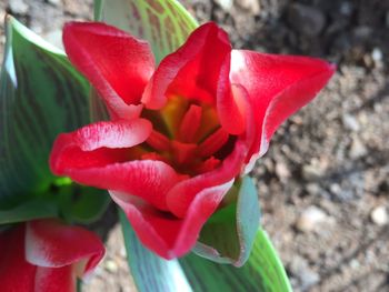 Close-up of red rose blooming outdoors