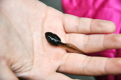 Close-up of tadpole in hand